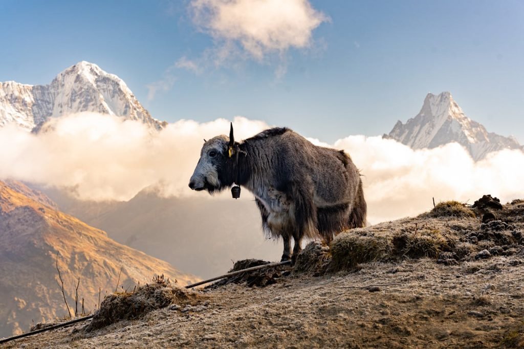 Explore the serene beauty of a yak against the backdrop of the Himalayan mountains in Pokhara, Nepal.